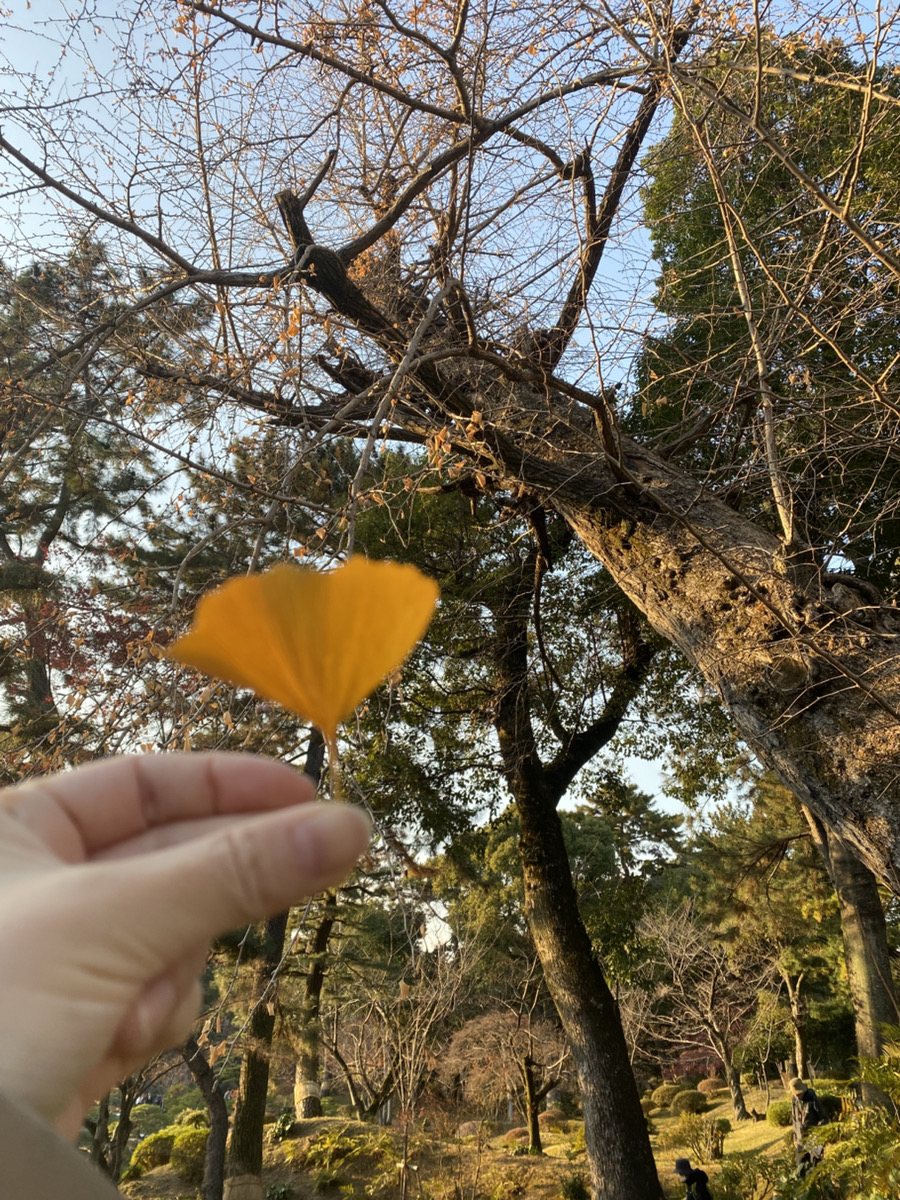 【広島】被ばく樹木（大銀杏・アオギリ・シダレヤナギ）