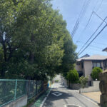 素晴らしい緑陰樹