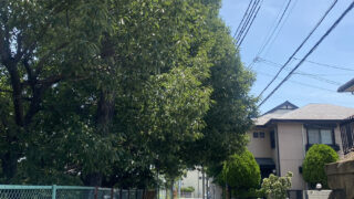 保護中: 緑陰樹の効果（兵庫県西宮市地面表面温度測定）